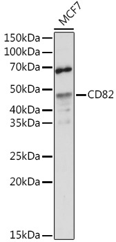 CD82 Rabbit Polyclonal Antibody
