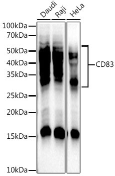CD83 Rabbit Monoclonal Antibody