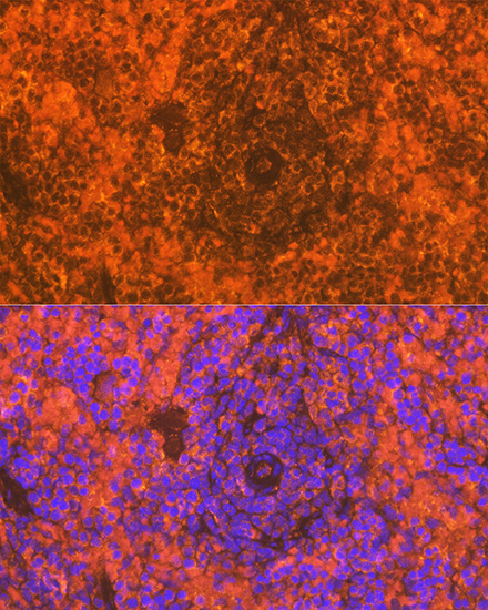 CD83 Rabbit Monoclonal Antibody - Image 2