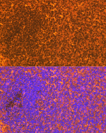 CD83 Rabbit Monoclonal Antibody - Image 3