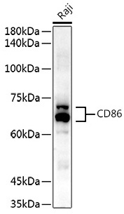 CD86 Rabbit Polyclonal Antibody