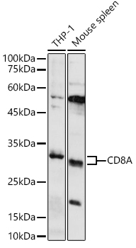 CD8A Rabbit Polyclonal Antibody