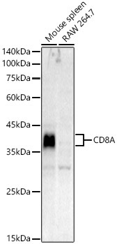 CD8A Rabbit Polyclonal Antibody