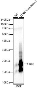CD8B Rabbit Polyclonal Antibody
