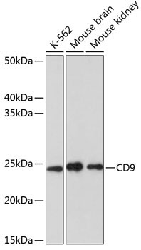 CD9 Rabbit Monoclonal Antibody