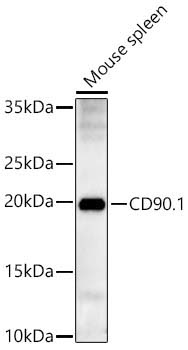CD90.1 Rabbit Polyclonal Antibody