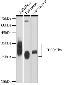 CD90/Thy1 Rabbit Monoclonal Antibody