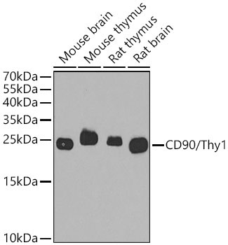 CD90/Thy1 Rabbit Polyclonal Antibody