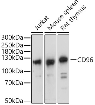 CD96 Rabbit Polyclonal Antibody
