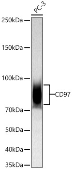 CD97 Rabbit Monoclonal Antibody