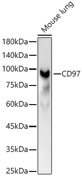 CD97 Rabbit Polyclonal Antibody