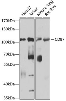 CD97 Rabbit Polyclonal Antibody