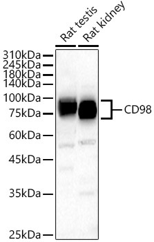 CD98 Rabbit Polyclonal Antibody - Image 2