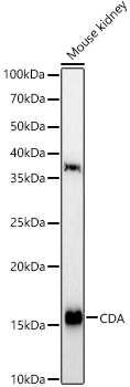CDA Rabbit Polyclonal Antibody