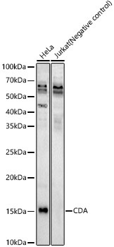 CDA Rabbit Polyclonal Antibody - Image 2