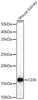 CDA Rabbit Polyclonal Antibody - Image 3