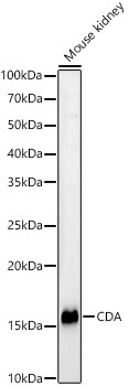 CDA Rabbit Polyclonal Antibody