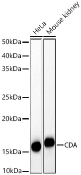 CDA Rabbit Polyclonal Antibody