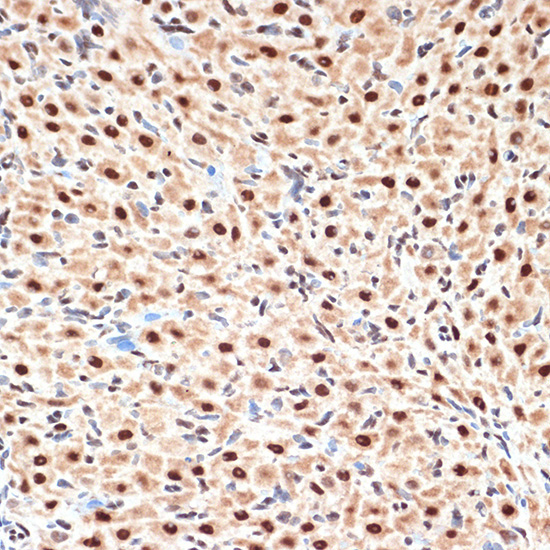 CDC16 Rabbit Monoclonal Antibody