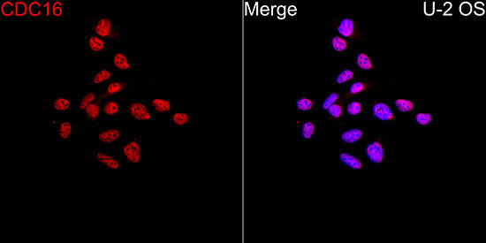 CDC16 Rabbit Monoclonal Antibody - Image 4