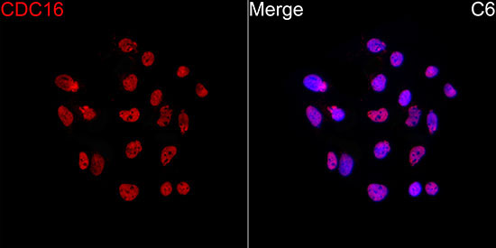 CDC16 Rabbit Monoclonal Antibody - Image 5