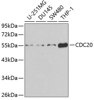 CDC20 Rabbit Polyclonal Antibody