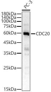 CDC20 Rabbit Polyclonal Antibody