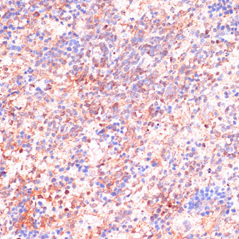 CDC20 Rabbit Polyclonal Antibody - Image 3