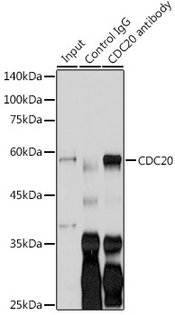 CDC20 Rabbit Polyclonal Antibody - Image 5