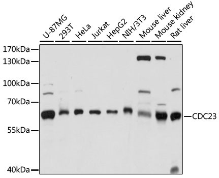 CDC23 Rabbit Polyclonal Antibody