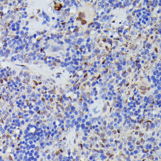 CDC23 Rabbit Polyclonal Antibody - Image 2