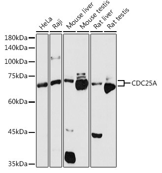 CDC25A Rabbit Polyclonal Antibody