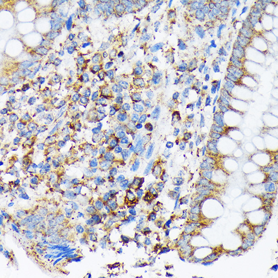 CDC25B Rabbit Monoclonal Antibody - Image 2