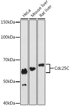 Cdc25C Rabbit Monoclonal Antibody