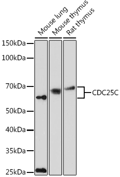 CDC25C Rabbit Polyclonal Antibody