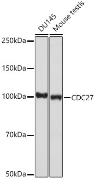CDC27 Rabbit Monoclonal Antibody