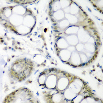 CDC27 Rabbit Polyclonal Antibody - Image 2