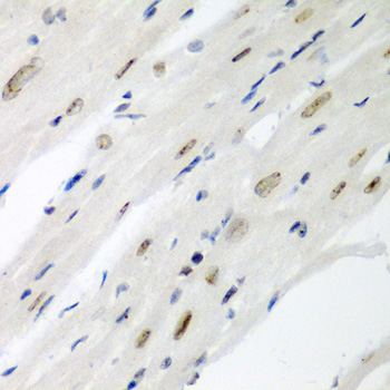 CDC27 Rabbit Polyclonal Antibody - Image 4