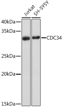 CDC34 Rabbit Monoclonal Antibody