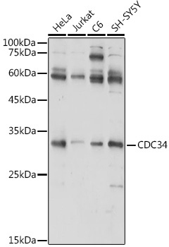CDC34 Rabbit Polyclonal Antibody - Image 2