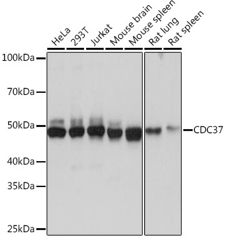 CDC37 Rabbit Monoclonal Antibody