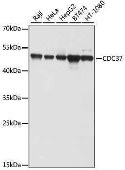 CDC37 Rabbit Polyclonal Antibody