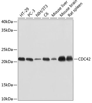 CDC42 Rabbit Monoclonal Antibody