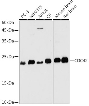 CDC42 Rabbit Polyclonal Antibody