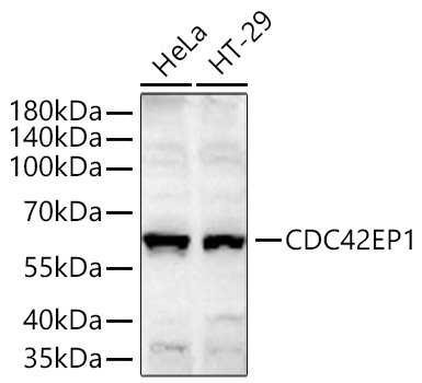 CDC42EP1 Rabbit Monoclonal Antibody
