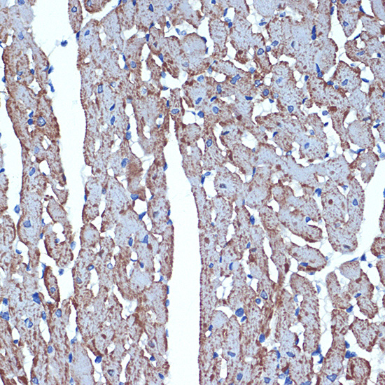 CDC42EP1 Rabbit Monoclonal Antibody - Image 2