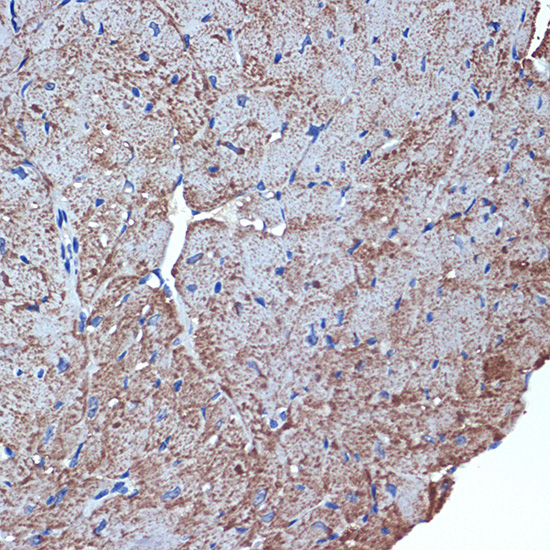 CDC42EP1 Rabbit Monoclonal Antibody - Image 3