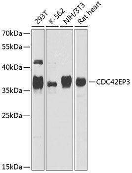 CDC42EP3 Rabbit Polyclonal Antibody