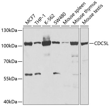 CDC5L Rabbit Polyclonal Antibody