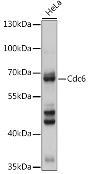 Cdc6 Rabbit Polyclonal Antibody